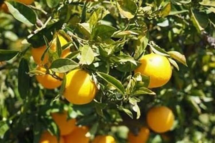 怎么看豆腐已经熟了 如何判断豆腐熟没熟