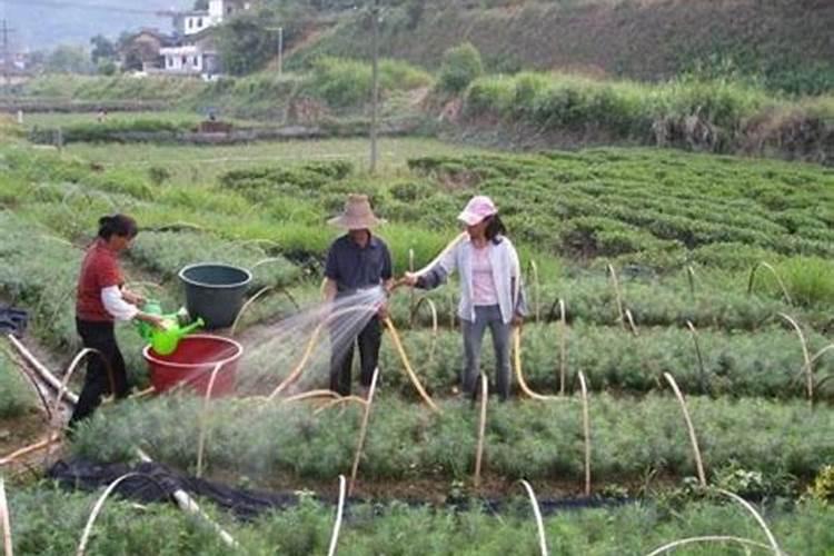 磷酸二氢钾在黄烟上使用几次最好？