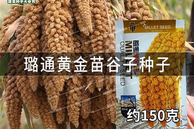 孔雀竹芋多久浇一次水