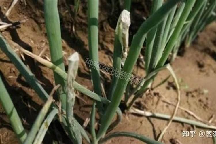 毛葱地用阔尽药害怎么解决