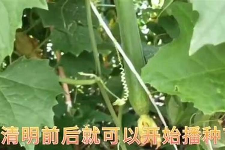红富士苹果培育如何培育红富士苹果一级果等