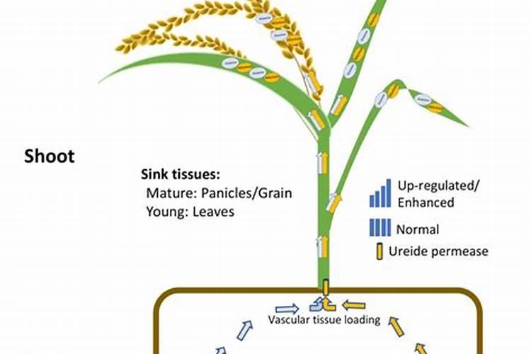 稻田施用秸秆生物质炭对土壤碳固持和氮肥利用率的长期影响取得进展...