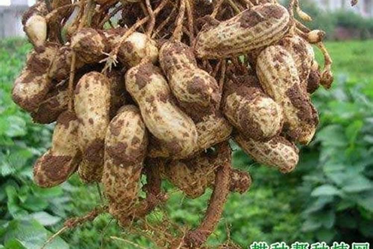 请问一下各位老师,花生每亩能用多少化肥？用什么化肥好？