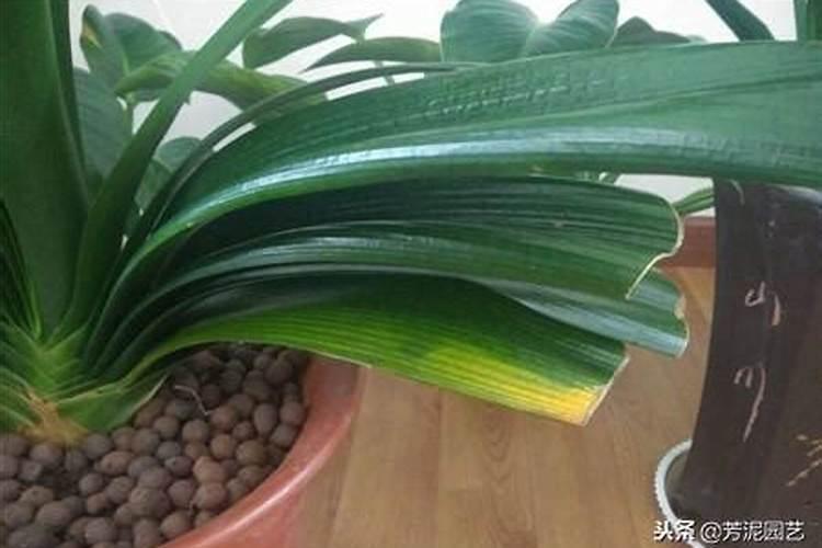 EM菌,EM原露可以用在花卉上吗？效果如何,怎么使用？