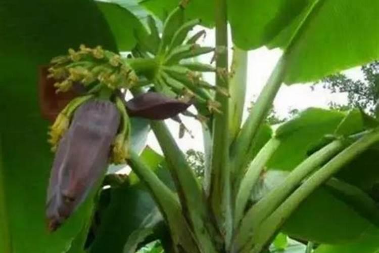 香蕉挂果的时候用什么肥料最好？