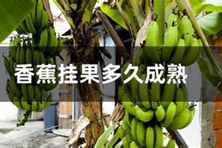如何种植和养殖香蕉树？