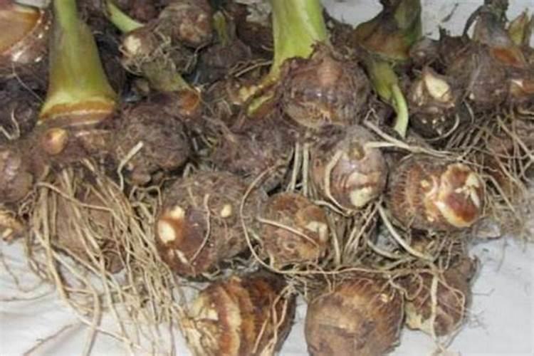 芋头用什么肥料