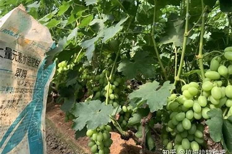 葡萄霜霉病怎么防治？