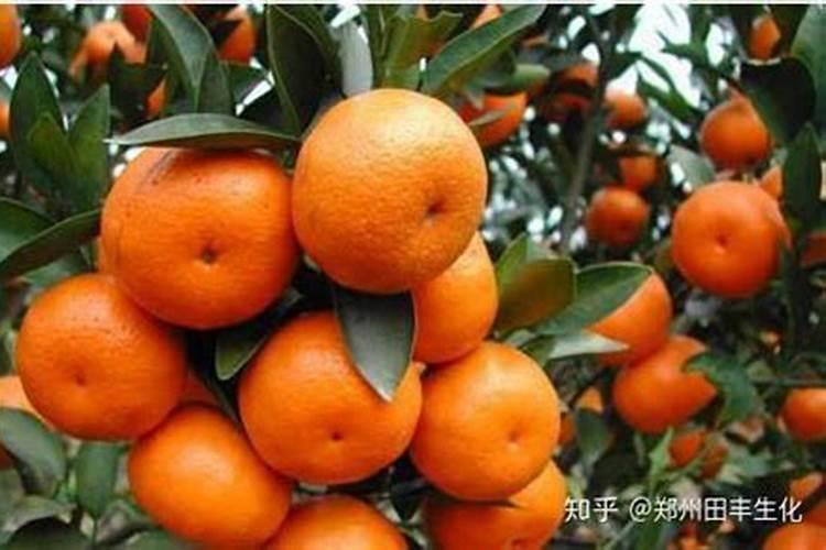 樱桃施肥时间和方法