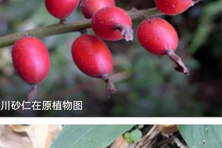 白菜施什么肥好