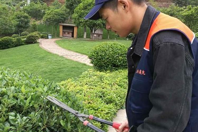 木槿怎么施肥