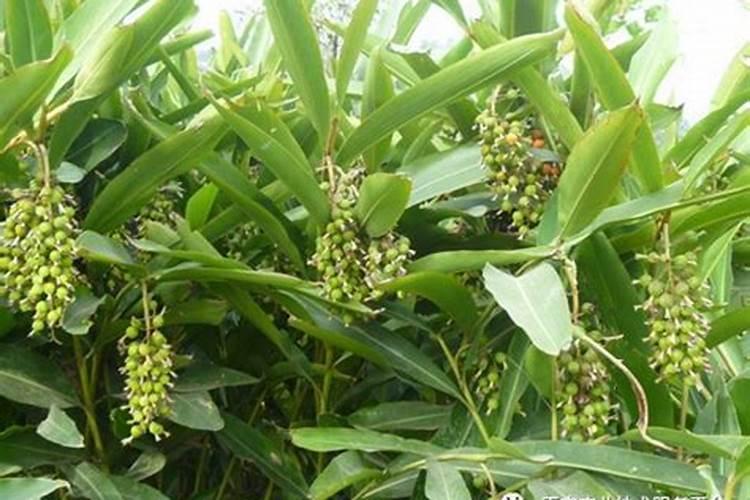 阳春砂仁施什么肥料好