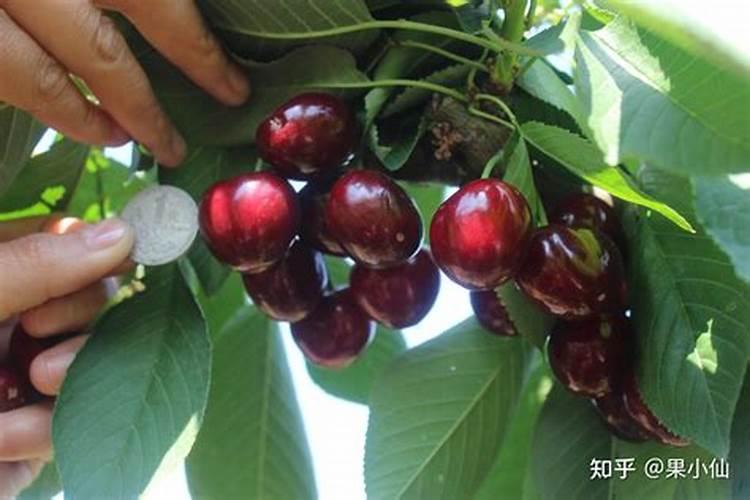 幼苗叶片发黄的原因,幼苗生长需要的条件有哪些