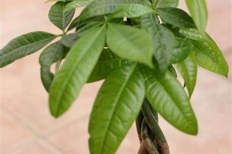 打了玉米控旺要10天可以打叶面肥吗？