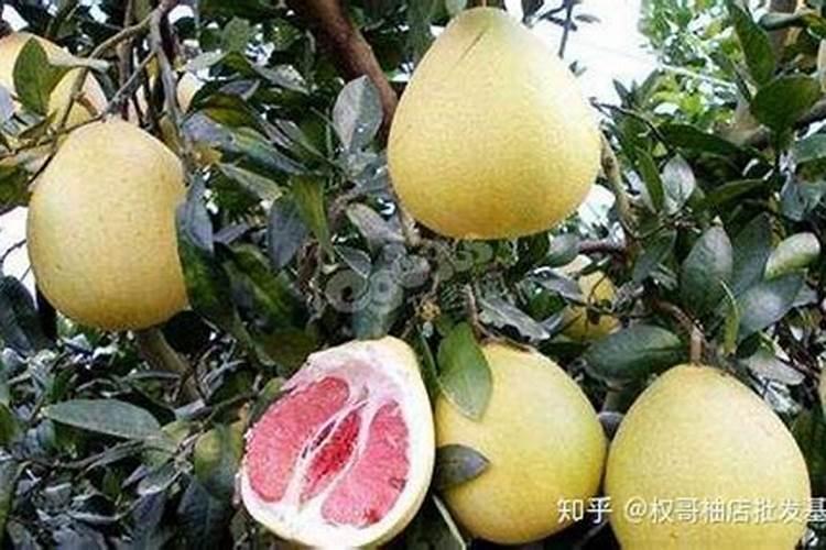 发财树别只浇水,常用3种肥,长得繁茂,叶子浓绿,是真的吗？