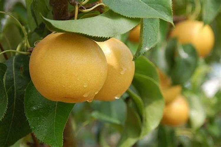 玉米如何施用硫酸锌肥料