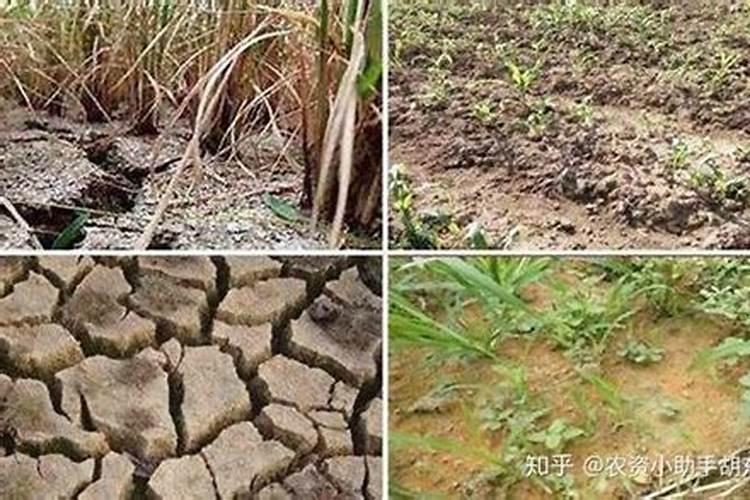 盐碱地种水稻用什么底肥和追肥效果好