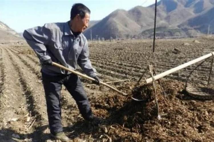 地瓜用什么肥料最好