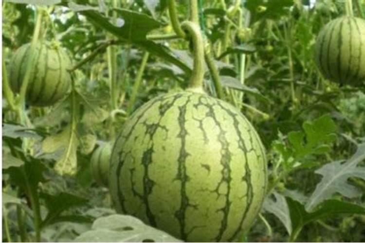 怎样种植麒麟瓜？？？
