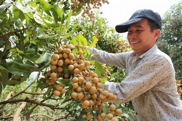 发财树浇什么肥料合适