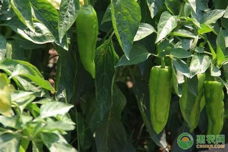 盆栽小番茄多久施肥 盆栽小番茄的肥料使用频率
