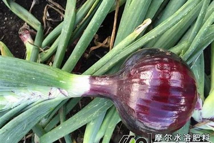 俄罗斯十大化肥品牌、化肥销量排行榜前十名