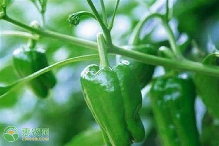 辣椒结果期几天喷一次叶面肥？