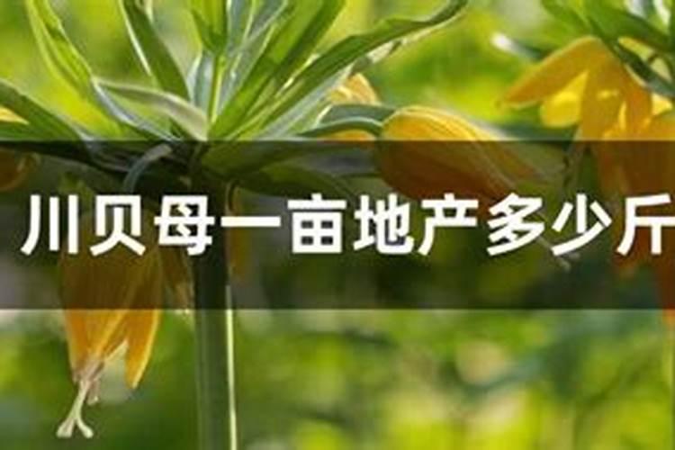 黄瓜能用含氯的水溶肥吗？