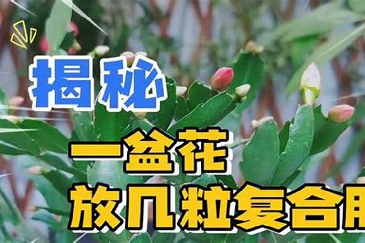 一盆花放了20粒复合肥会怎样