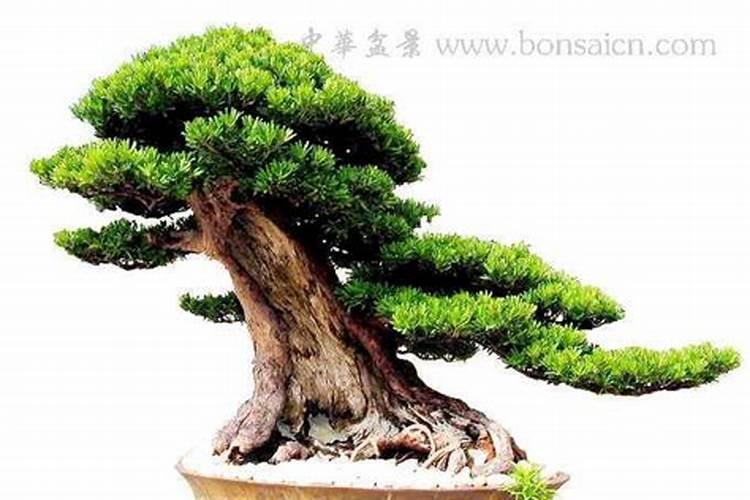 盐湖股份是做什么的？
