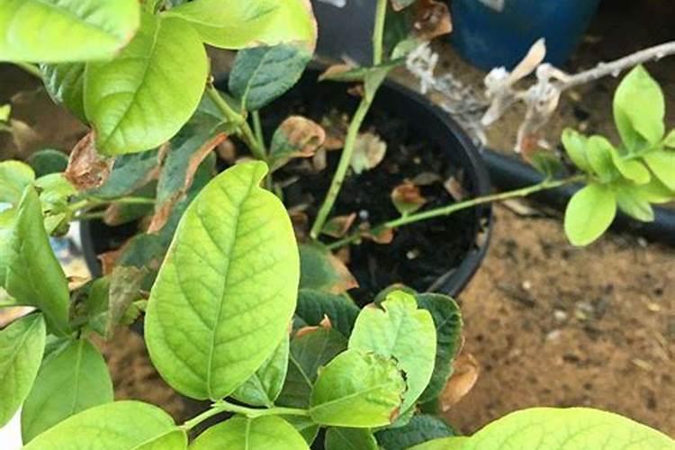 沙糖桔花芽分化打什么药