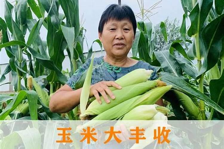 贸易公司是做什么的