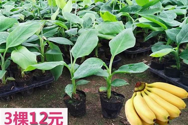 盆栽韭菜,越割越细？浇点“大肥水”,又粗又肥壮,吃起来更香