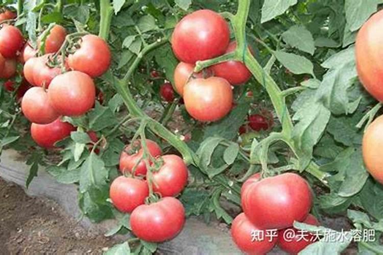 开花期间施什么肥好