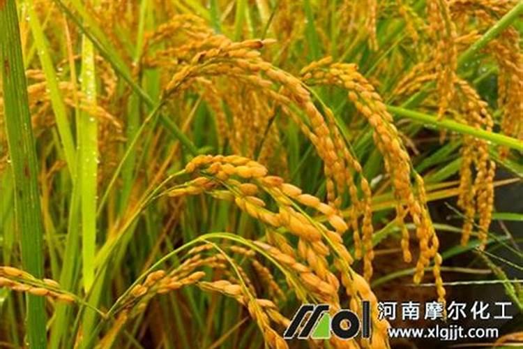 喷什么叶面肥芹菜长得快 喷施方法有哪些