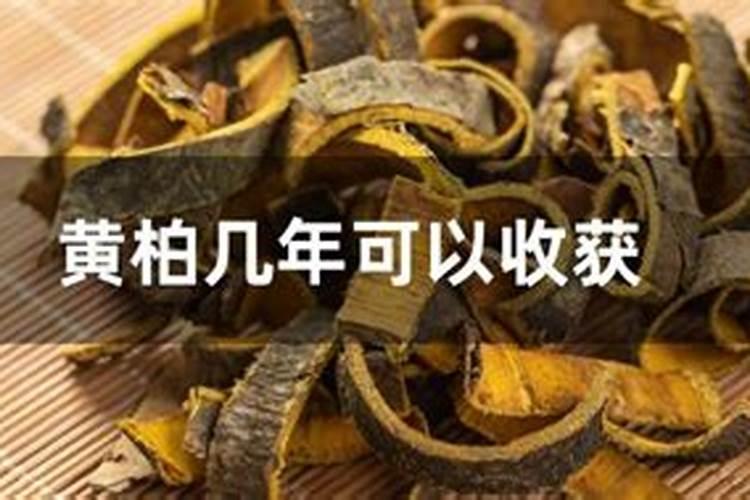 施肥过多烧苗怎么处理