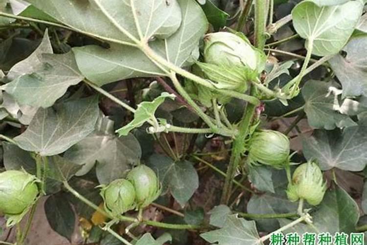 洋葱的主要营养成分是什么