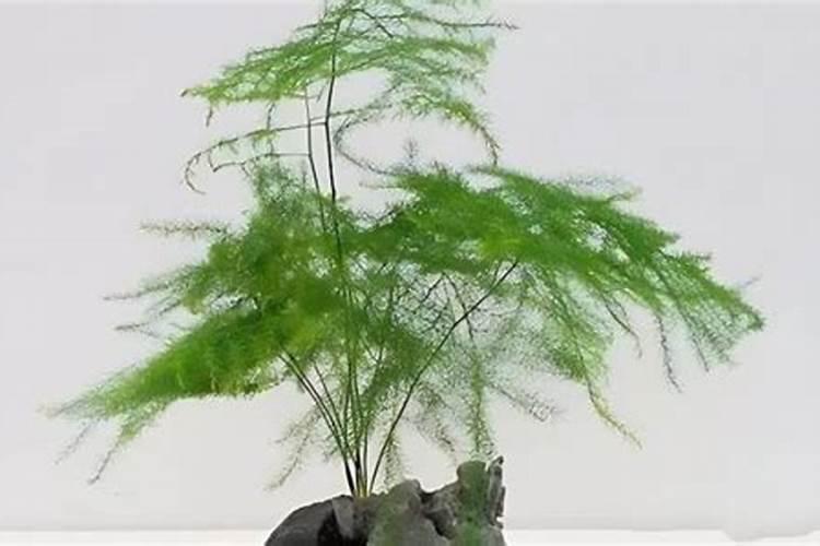 饭店木瓜上浇的什么汁