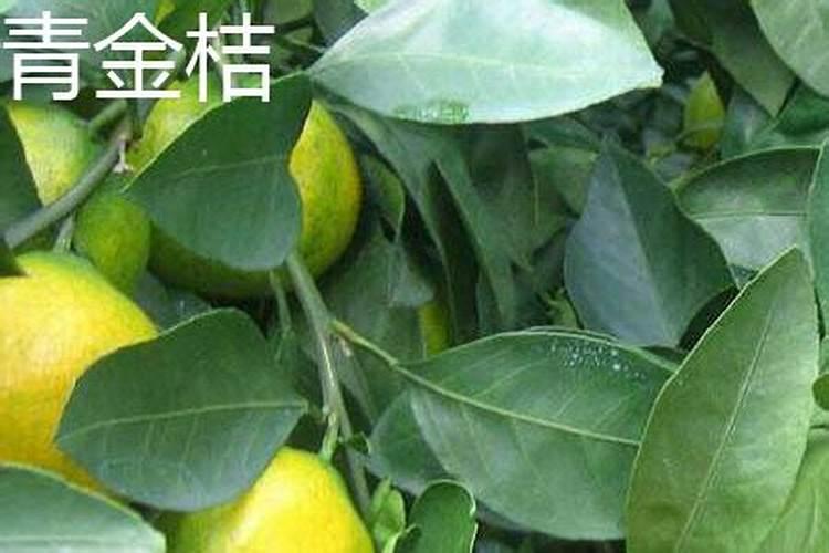 金桔盆栽秋天可以施肥吗(金桔树什么时候施肥最好)