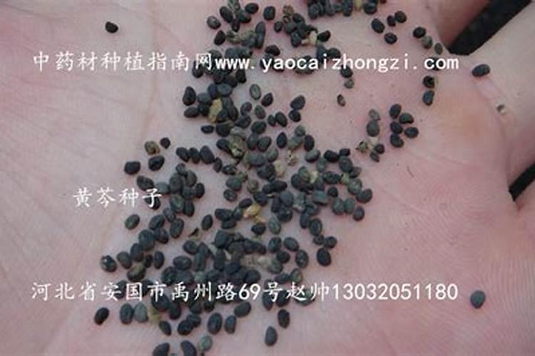 黄芩有哪些施肥的技术？