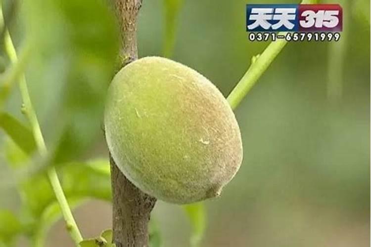 打什么叶面肥能使晚熟桃成熟的早