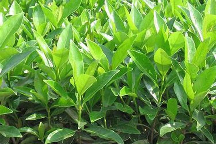 磷肥和钙肥能一起用吗 磷肥是酸性还是碱性的
