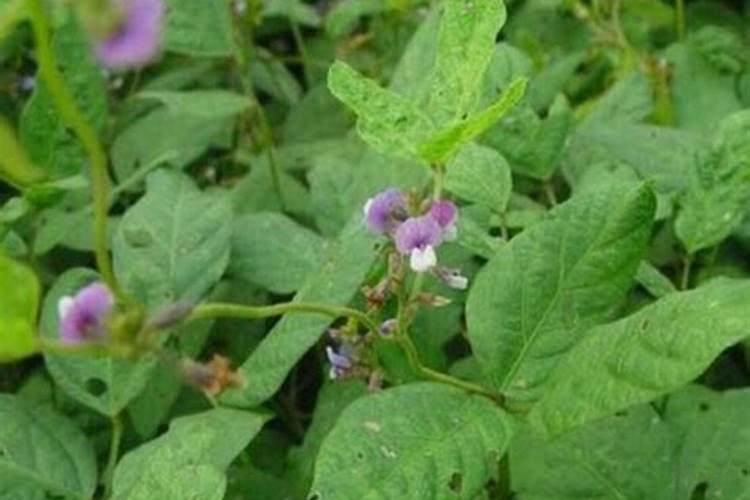 黄豆开花期需要施什么肥 什么时候施肥能高产