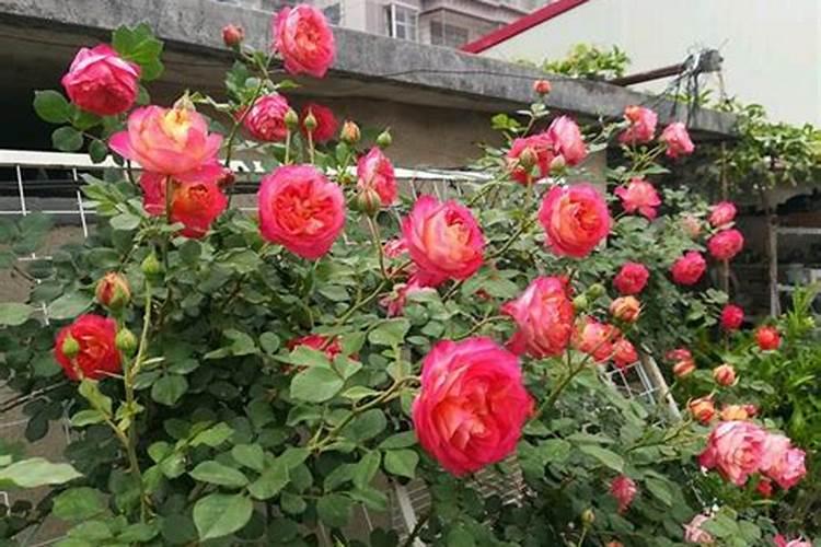 月季施什么肥(两种方案)
