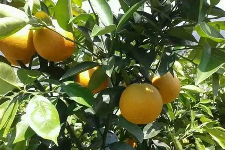 花生硼肥什么时间施用