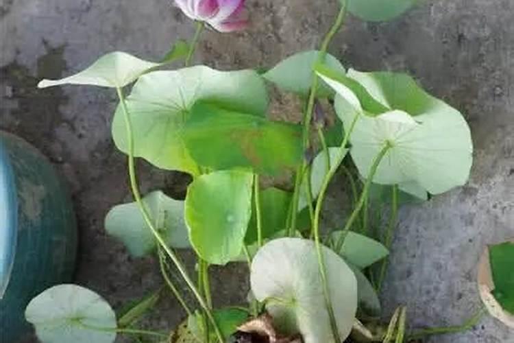 硝酸钾在作物上的使用方法用量及注意事项