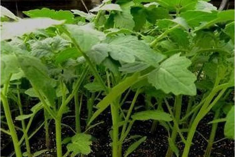老师:露地番茄施复合肥,耕地时撒施,第一穗果穴施,第二次追肥穴施,分别...