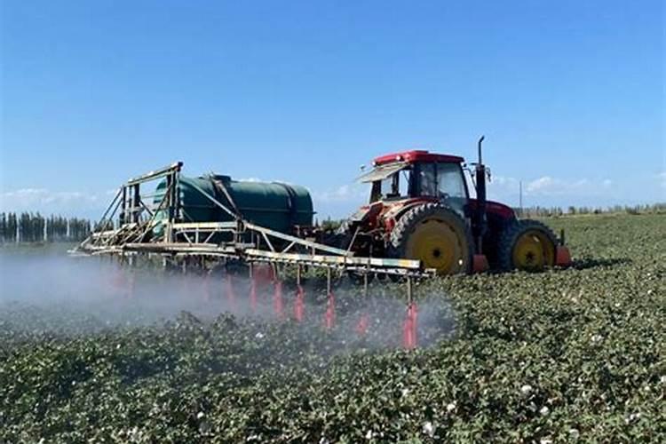 玉米什么时候打叶面肥好 使用方法有哪些