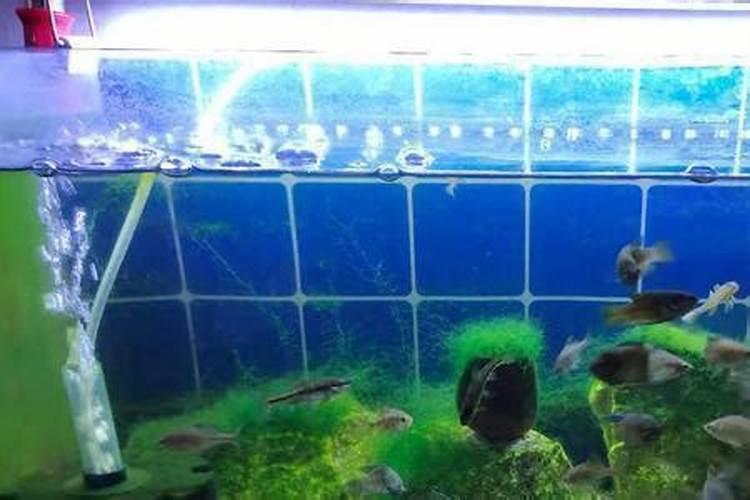豆饼可与氮肥混用吗