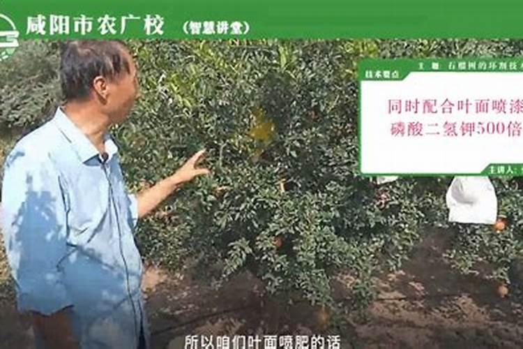 石榴施肥的最佳时间 石榴树什么时间施肥合适